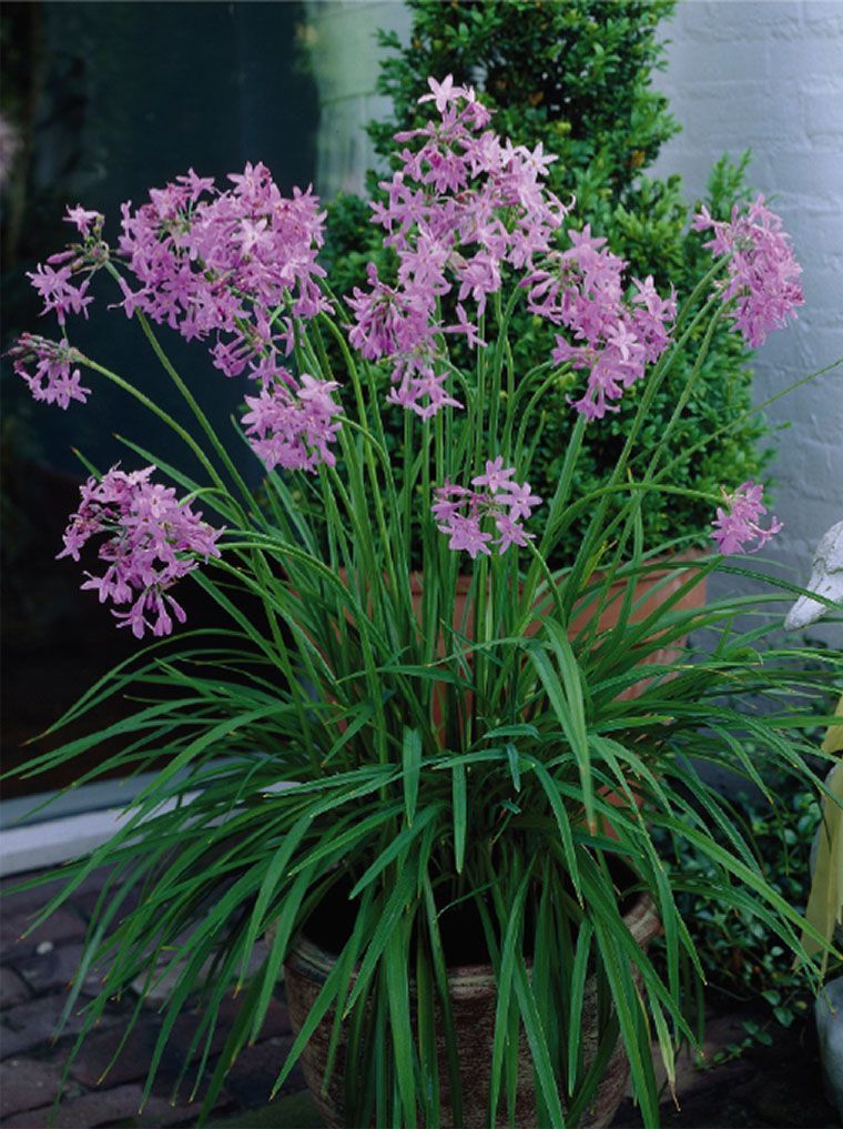 Tulbaghia violacea
