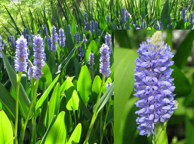 Pontederia Lanceolata - Pontédérie à feuilles lancéolées - Plante de b