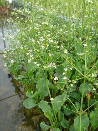 Alisma parviflora