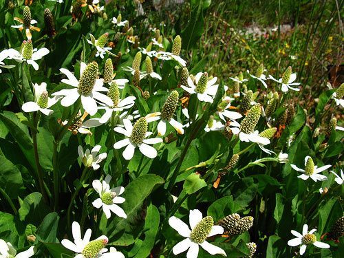 Anemopsis californica