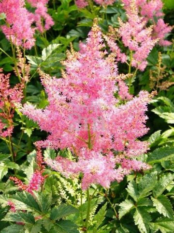 Astilbe arendsii 'Federsee'