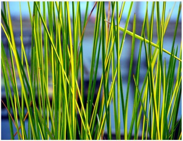 Baumea rubiginosa 'Variegata'