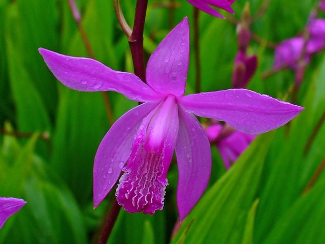 Bletilla striata