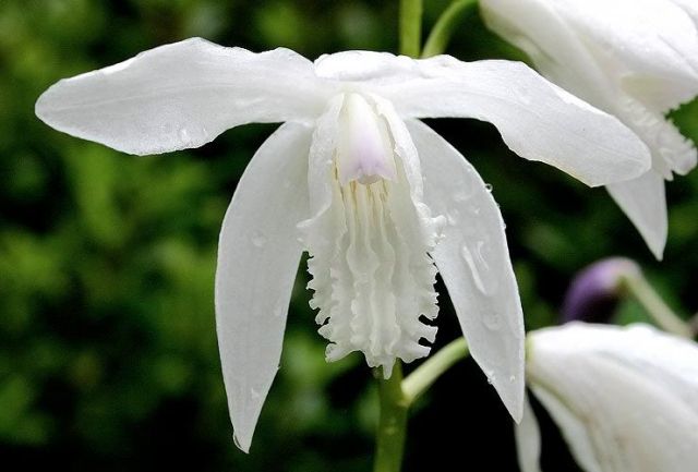 Bletilla striata 'Alba'