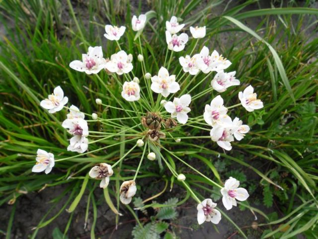 Butomus umbellatus 'Schneeweissen'