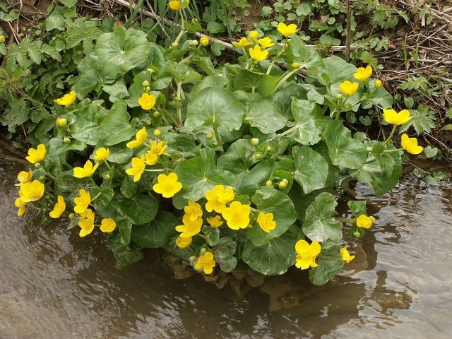 Caltha palustris