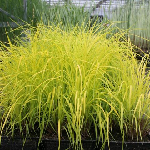 Carex elata 'Aurea'