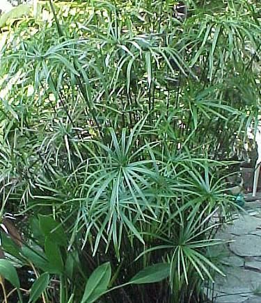 Cyperus alternifolius