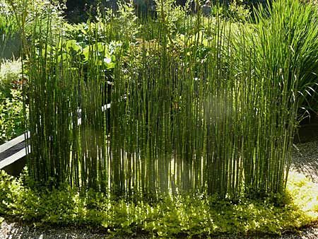 Equisetum hyemale