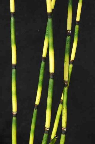 Equisetum 'Bandit'