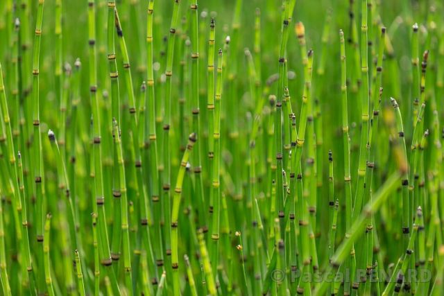 Equisetum scirpodes