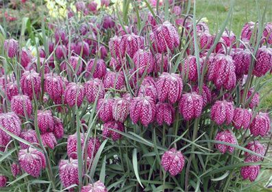 Fritillaria meleagris