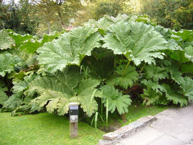 Gunnera x manicata 5 litres