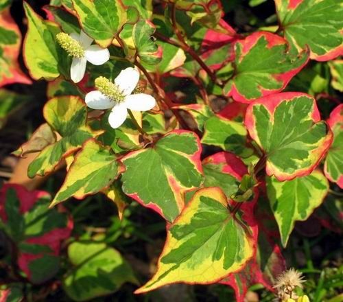 Houttuynia cordata 'Chameleon'