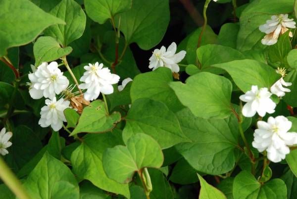 Houttuynia cordata 'Flore Pleno'