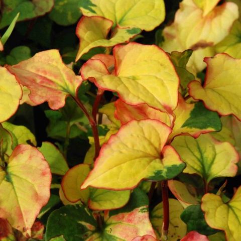 Houttuynia cordata 'Joker's Gold'