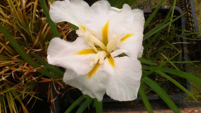 Iris ensata 'Appolo' 1 Litre