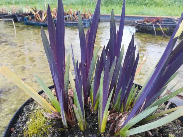 Iris versicolor 'Dark Aura'