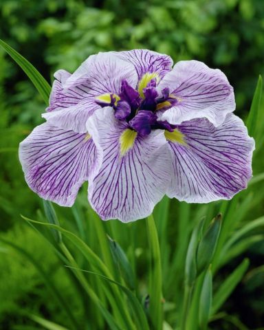 Iris ensata 'Caprician Butterfly' 1 litre