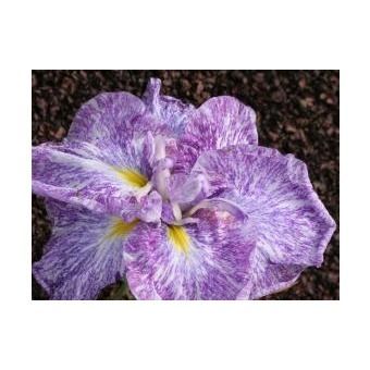 Iris ensata 'Ideal'