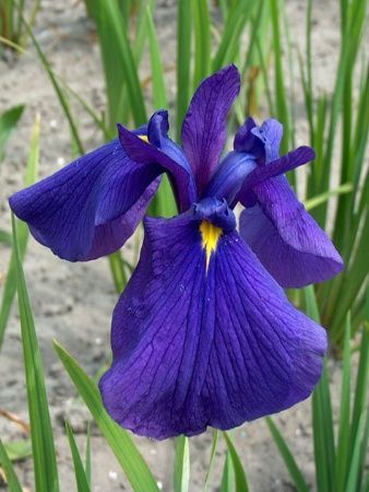 Iris ensata 'Loyalty' 1 litre