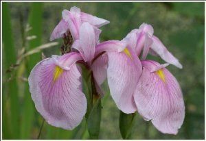 Iris ensata 'Rose Queen' 