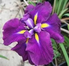 Iris ensata 'Ruby King' 1 litre