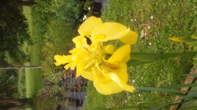 Iris pseudacorus 'Flore Pleno'