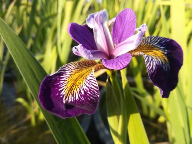 Iris pseudacorus 'Holden's Child'