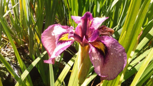 Iris pseudata 'Kurokawa Noh'