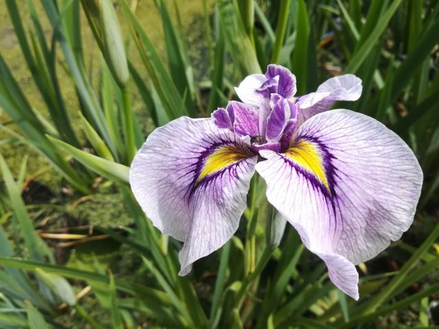Iris pseudata 'Takamagahara'