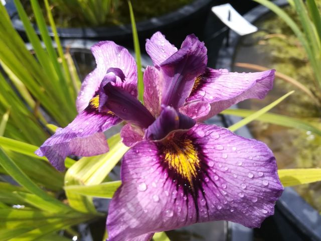 Iris pseudata 'Yasha'