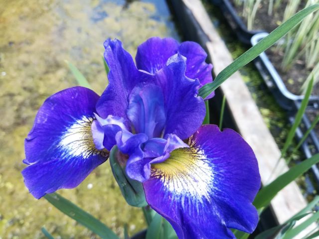 Iris sibirica 'Coronation Anthem'