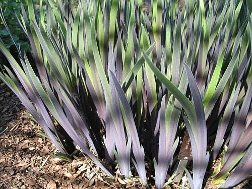 Iris versicolor 'Gerald Darby'