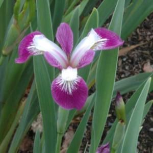 Iris versicolor 'Party Line'