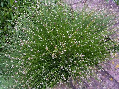 Isolepis cernua