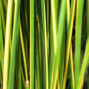 Juncus effusus 'Goldstrike'