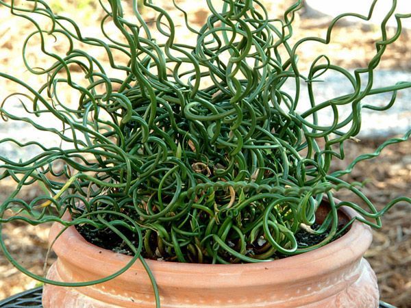 Juncus effusus 'Spiralis'