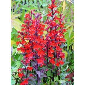 Lobelia cardinalis 'Queen Victoria' 