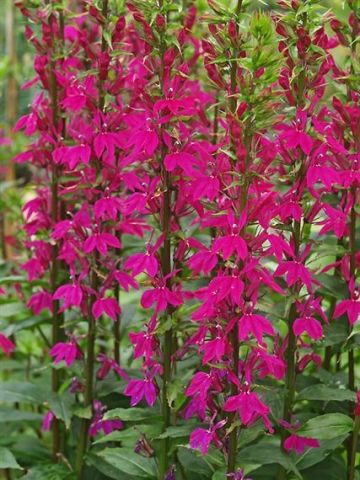 Lobelia x speciosa 'Tania'