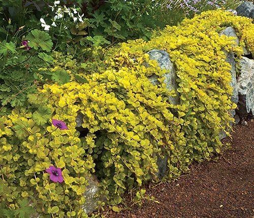 Lysimachia nummularia 'Aurea'