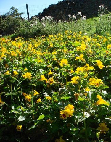 Mimulus guttatus