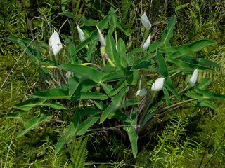 Peltandra sagittifolia