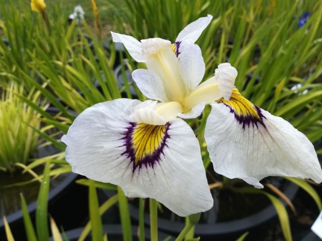 Iris pseudata 'Himebotaru'