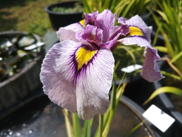 Iris pseudata 'Shoryu No Mai'