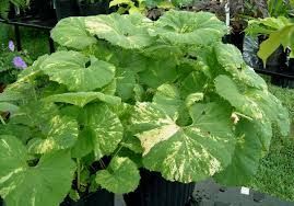 Petasites japonicus 'Variegatus' 2 litres