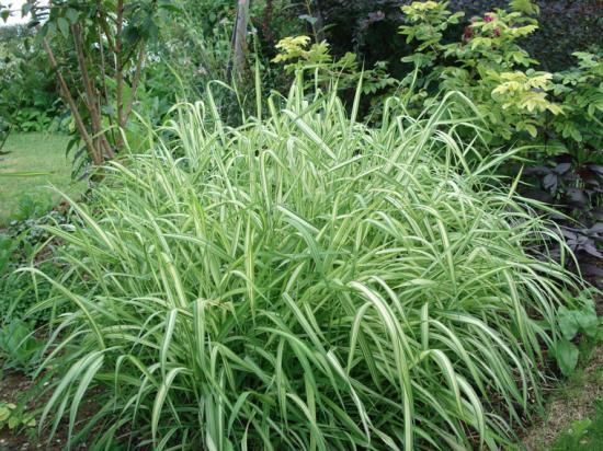 Phalaris arundinacea 'Picta'