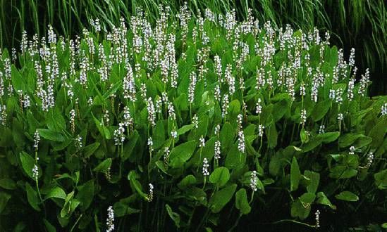 Pontederia cordata 'Alba'