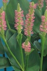 Pontederia cordata 'Pink Pons'