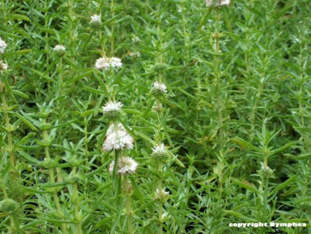 Preslia cervina 'Alba'